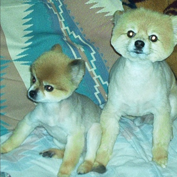 Meet your Posher, Tamara - Picture 5 of 6